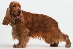 cocker spaniel