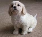 Cavachon