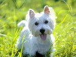 West Highland White Terrier.