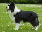 5.border collie