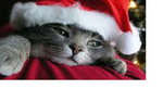 3.-Szary Kotek W Świątecznej Czapce!!!