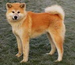 akita inu