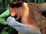 Nosacz Proboscis Monkey