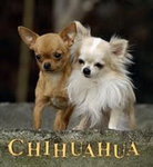 Chiuhahua