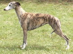 Whippet