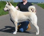 Canaan dog