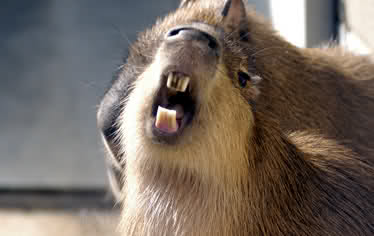 2. Kastet : Kapibara 