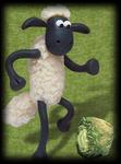 Baranek Shaun