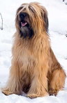 Owczarek francuski Briard