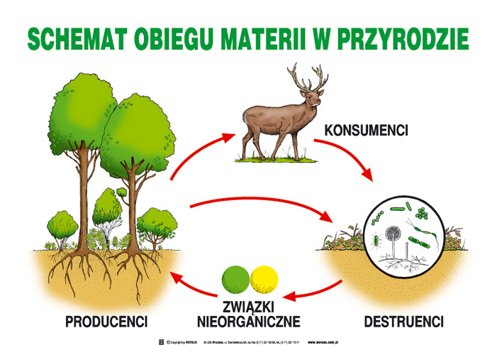 Wyjaśnij Jaką Rolę Odgrywają Destruenci W Przyrodzie