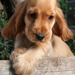 Cocker Spaniel