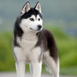 Siberian Husky