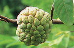 Custard Apple