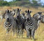  zebra -  Careen