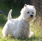 west highland white terrier 