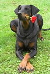 Doberman