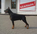 Doberman.