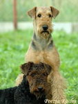 Airedale terrier