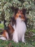 Owczarek  Collie