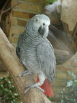 Żako :D  (papuga.. żyje ponad 50 lat, ma rozum 3-letniego dziecka, mówi itp)