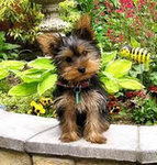 Yorkshire Terrier.