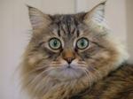 Maine Coon