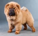 chow-chow