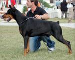 doberman