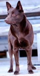 Owczarek australijski Kelpie