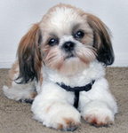 Shih tzu♥