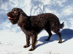 Amerykański spaniel dowodny