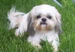 Shih Tzu