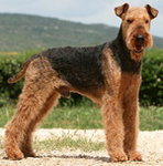 Aridale Terrier