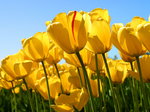 Tulipany :*