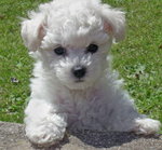 bichon frise♥