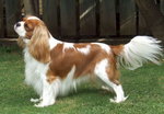 Cavalier King Charles Spaniel