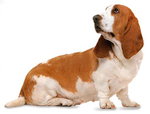 Basset