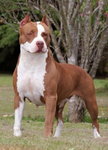 amerykański pit bull terrier