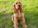 Amerykański spaniel dowodny 