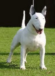 Bullterrier