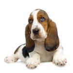 Basset Hound