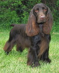 Field Spaniel