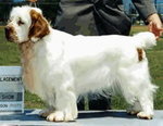 Clumber Spaniel