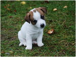 Szczeniaczek Jack Russell Terrier !.♥