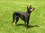 Angielski Toy Terrier 