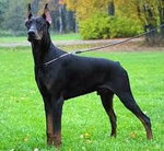 Doberman