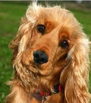 Cocker Spaniel