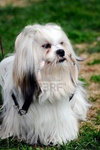 lhasa apso