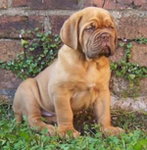 Dog de Bordeaux