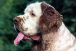 Clumber Spaniel .